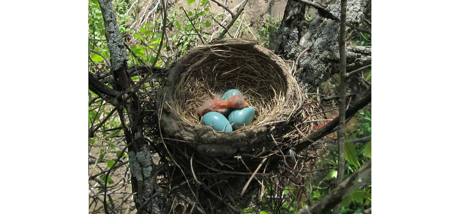 Make a Birds Nest 